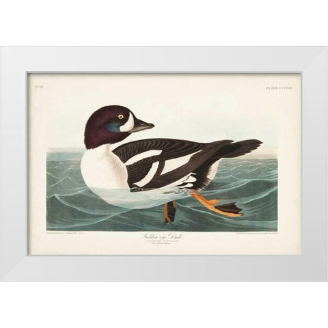 Pl 403 Golden-eye Duck White Modern Wood Framed Art Print by Audubon, John James