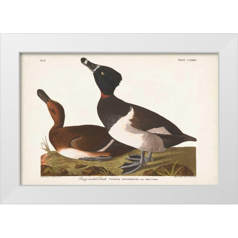 Pl 234 Ring-necked Duck White Modern Wood Framed Art Print by Audubon, John James