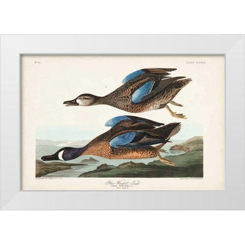 Pl 313 Blue-winged Teal White Modern Wood Framed Art Print by Audubon, John James