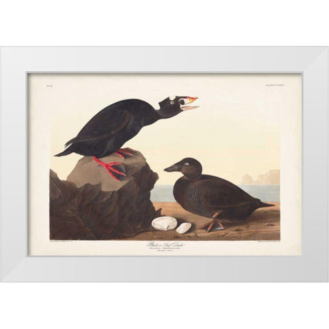 Pl 317 Black or Surf Duck White Modern Wood Framed Art Print by Audubon, John James