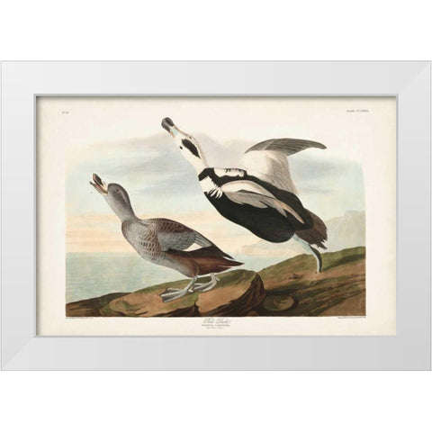 Pl 332 Pied Working Duck White Modern Wood Framed Art Print by Audubon, John James