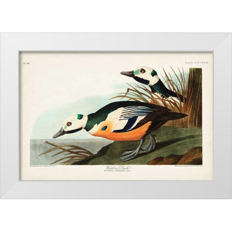 Pl 429 Western Duck White Modern Wood Framed Art Print by Audubon, John James