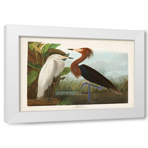 Pl 256 Purple Heron White Modern Wood Framed Art Print by Audubon, John James