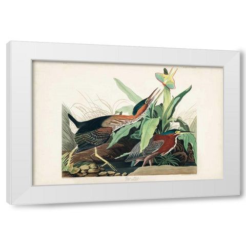Pl 333 Green Heron White Modern Wood Framed Art Print by Audubon, John James