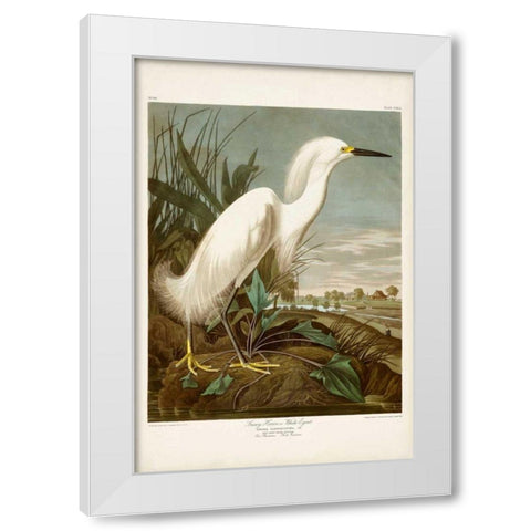 Pl 242 Snowy Heron White Modern Wood Framed Art Print by Audubon, John James