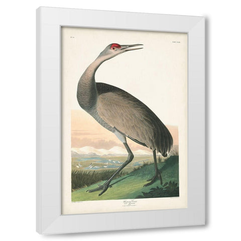 Pl 261 Hooping Crane White Modern Wood Framed Art Print by Audubon, John James