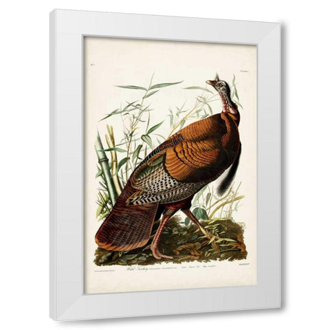 Pl 1 Wild Turkey White Modern Wood Framed Art Print by Audubon, John James