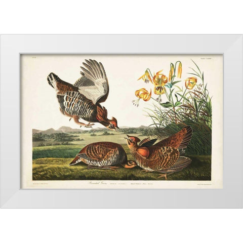 PL 186 Pinnated Grouse White Modern Wood Framed Art Print by Audubon, John James