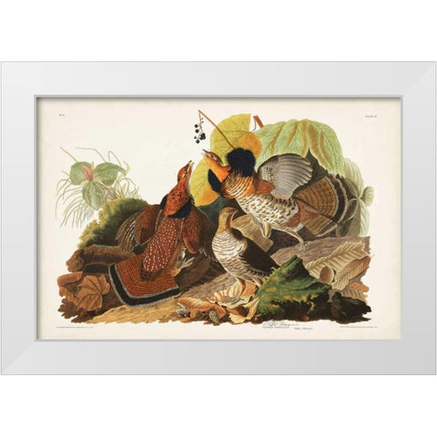 Pl 41 Ruffed Grouse White Modern Wood Framed Art Print by Audubon, John James
