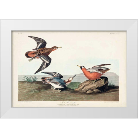 Pl 255 Red Phalarope White Modern Wood Framed Art Print by Audubon, John James