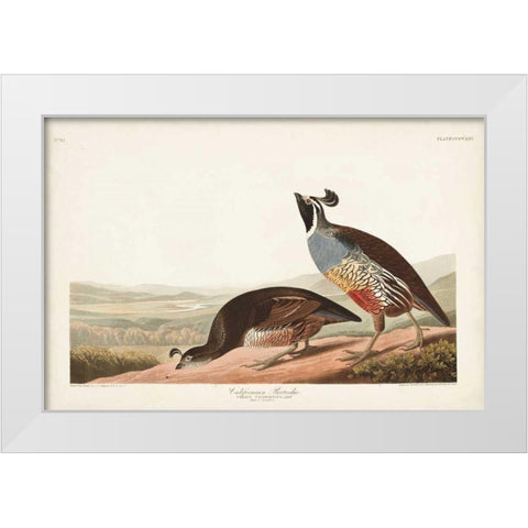 Pl 413 Californian Partridge White Modern Wood Framed Art Print by Audubon, John James