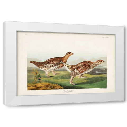 Pl 382 Sharp-tailed Grouse White Modern Wood Framed Art Print by Audubon, John James