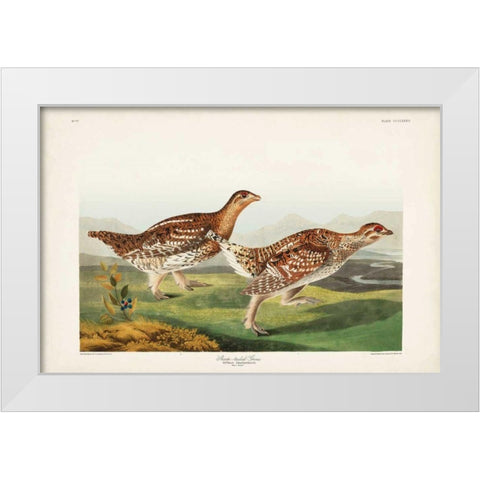 Pl 382 Sharp-tailed Grouse White Modern Wood Framed Art Print by Audubon, John James