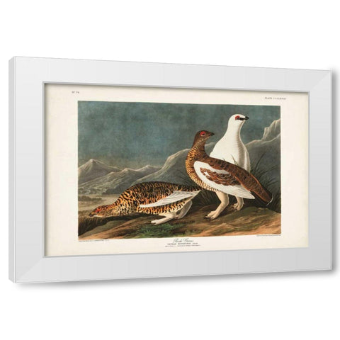 Pl 368 Rock Grouse White Modern Wood Framed Art Print by Audubon, John James