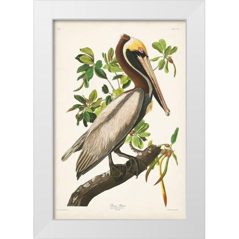 Pl 251 Brown Pelican  White Modern Wood Framed Art Print by Audubon, John James