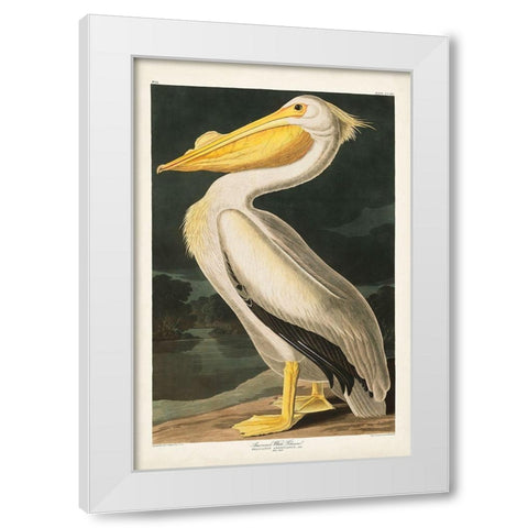 Pl 311 American White Pelican White Modern Wood Framed Art Print by Audubon, John James
