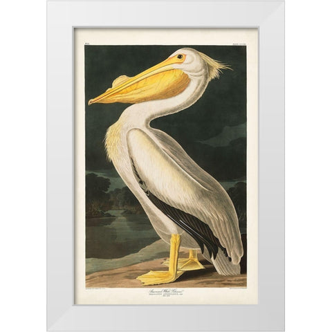 Pl 311 American White Pelican White Modern Wood Framed Art Print by Audubon, John James