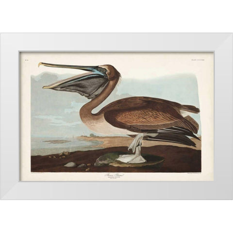 Pl 421 Brown Pelican White Modern Wood Framed Art Print by Audubon, John James