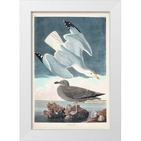 Pl 291 Herring Gull White Modern Wood Framed Art Print by Audubon, John James