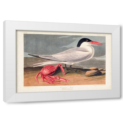 Pl 273 Cyenne Tern White Modern Wood Framed Art Print by Audubon, John James