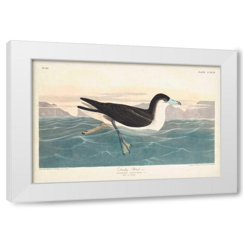 Pl 299 Dusky Petrel White Modern Wood Framed Art Print by Audubon, John James