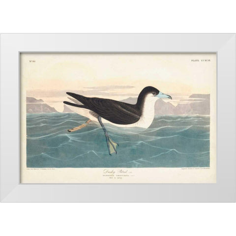 Pl 299 Dusky Petrel White Modern Wood Framed Art Print by Audubon, John James