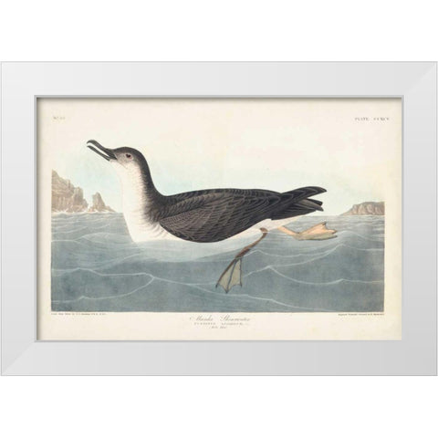 Pl 295 Manks Shearwater White Modern Wood Framed Art Print by Audubon, John James