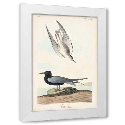 Pl 280 Black Tern White Modern Wood Framed Art Print by Audubon, John James