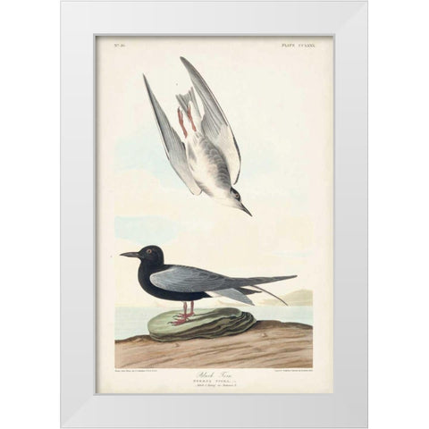 Pl 280 Black Tern White Modern Wood Framed Art Print by Audubon, John James