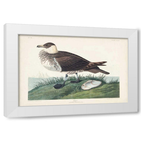 Pl 253 Jager White Modern Wood Framed Art Print by Audubon, John James