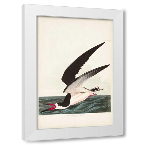Pl 323 Black Skimmer or Shearwater White Modern Wood Framed Art Print by Audubon, John James