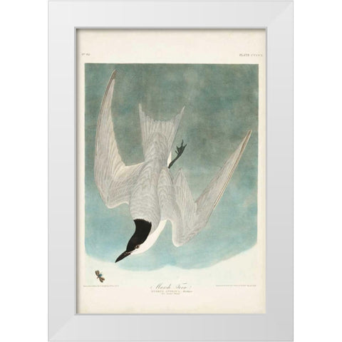 Pl 410 Marsh Tern White Modern Wood Framed Art Print by Audubon, John James