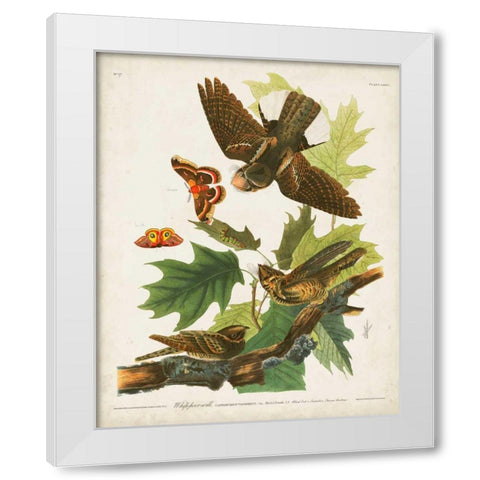 Pl 82 Whip-poor Will White Modern Wood Framed Art Print by Audubon, John James