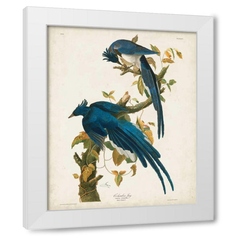 Pl 96 Columbia Jay White Modern Wood Framed Art Print by Audubon, John James
