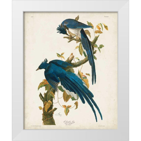 Pl 96 Columbia Jay White Modern Wood Framed Art Print by Audubon, John James