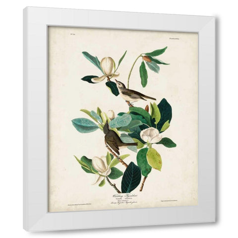 Pl 118 Warbling Flycatcher White Modern Wood Framed Art Print by Audubon, John James