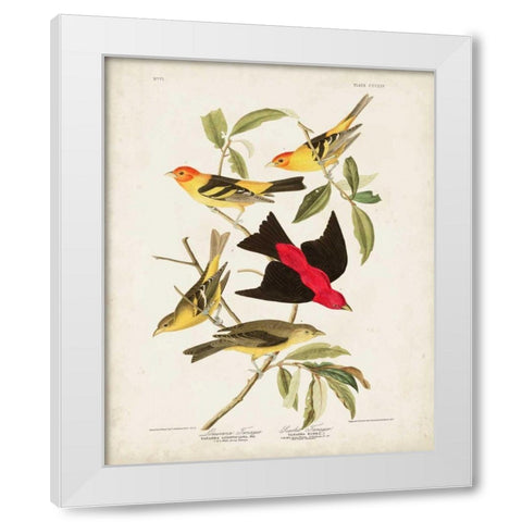 Pl 354 Louisiana Tanager White Modern Wood Framed Art Print by Audubon, John James