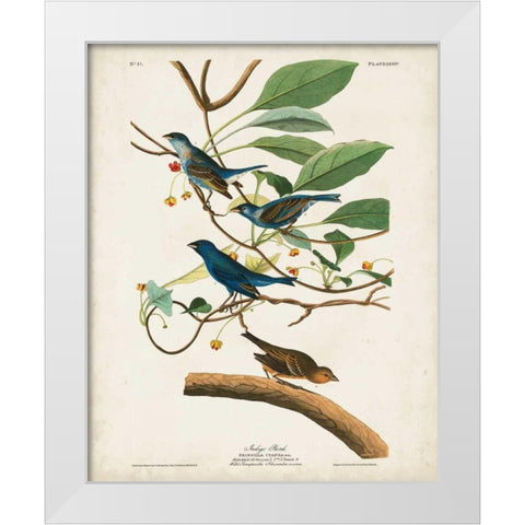 Pl 74 Indigo Bird White Modern Wood Framed Art Print by Audubon, John James