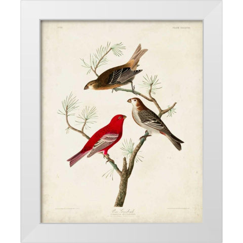Pl 358 Pine Grosbeak White Modern Wood Framed Art Print by Audubon, John James