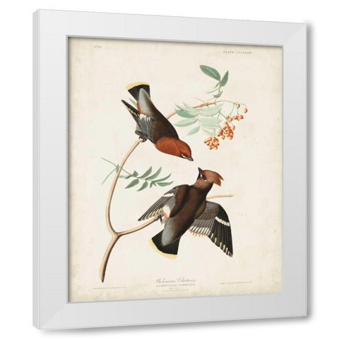 Pl 363 Bohemian Chatterer White Modern Wood Framed Art Print by Audubon, John James