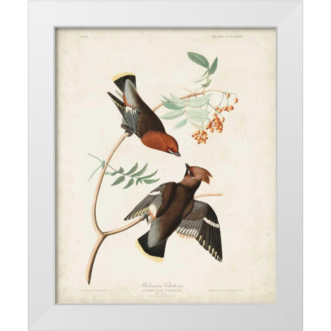 Pl 363 Bohemian Chatterer White Modern Wood Framed Art Print by Audubon, John James