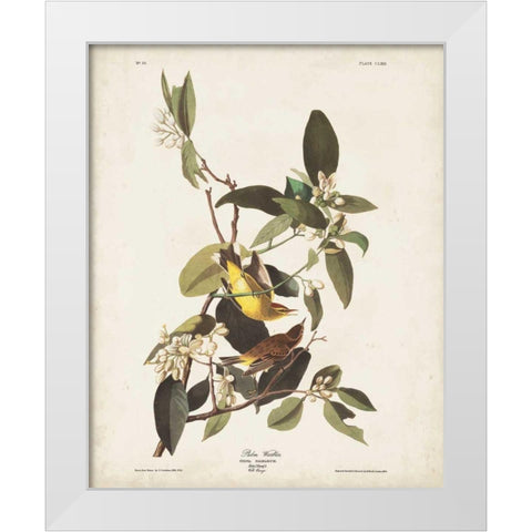 Pl 163 Pine Warbler White Modern Wood Framed Art Print by Audubon, John James