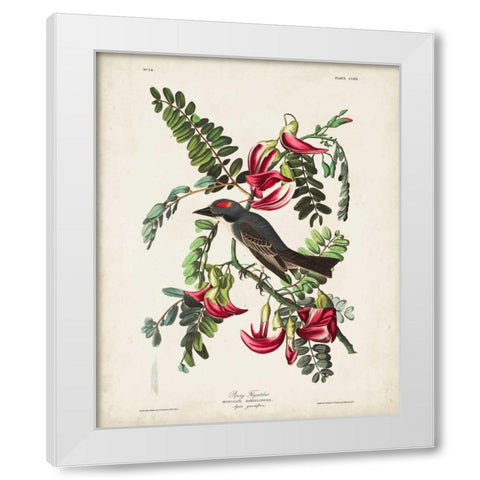 Pl 170 Pipiry Flycatcher White Modern Wood Framed Art Print by Audubon, John James