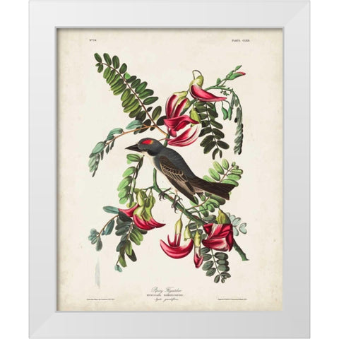 Pl 170 Pipiry Flycatcher White Modern Wood Framed Art Print by Audubon, John James
