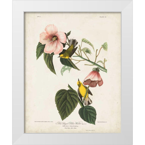 Pl 20 Blue-winged Yellow Warbler White Modern Wood Framed Art Print by Audubon, John James