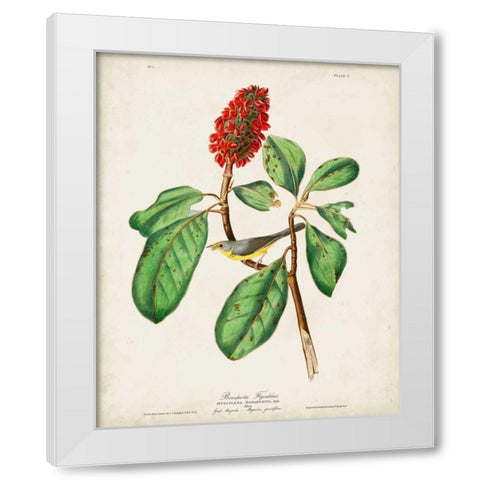 Pl 5 Bonapartes Flycatcher White Modern Wood Framed Art Print by Audubon, John James