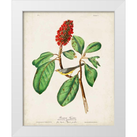 Pl 5 Bonapartes Flycatcher White Modern Wood Framed Art Print by Audubon, John James