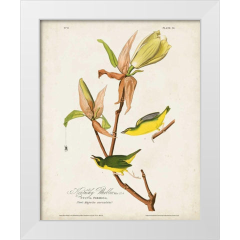 Pl 38 Kentucky Warbler White Modern Wood Framed Art Print by Audubon, John James
