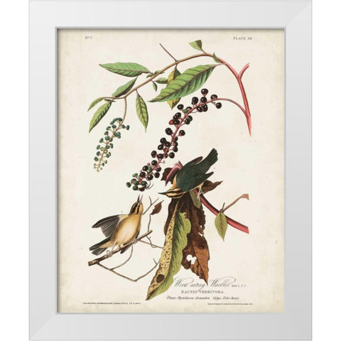 Pl 34 Worm-eating Warbler White Modern Wood Framed Art Print by Audubon, John James
