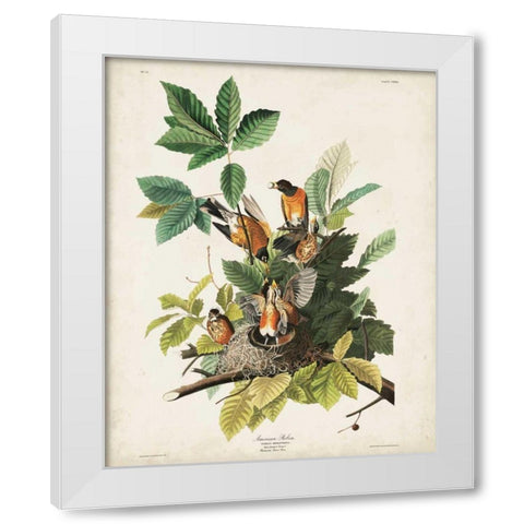 Pl 131 American Robin White Modern Wood Framed Art Print by Audubon, John James